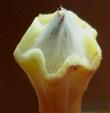  Apex of corolla tube